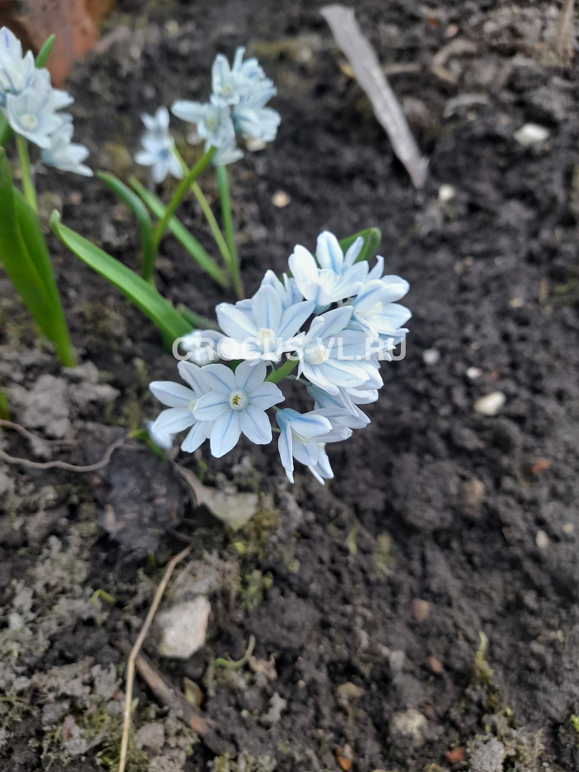 Пушкиния ливанская